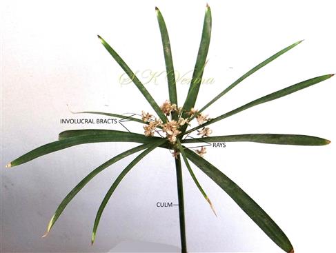  Inflorescence-Anthelodium